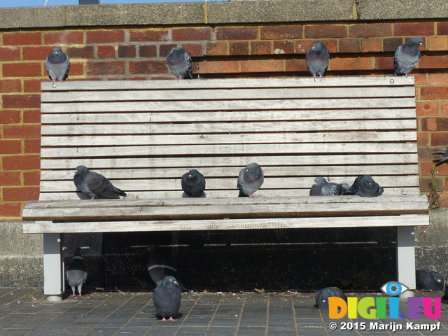 FZ024075 Pigeons on bench